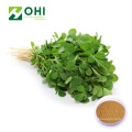 Fenugreek Extract Powder 4 Hydroxyisoleucine